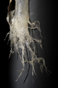 Placida_dendritica-2
