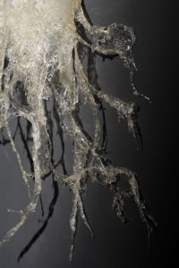 Placida_dendritica-3