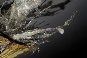 Placida_dendritica-4