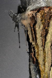 Placida_dendritica-5