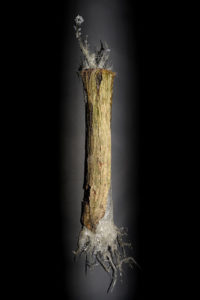Placida_dendritica-7