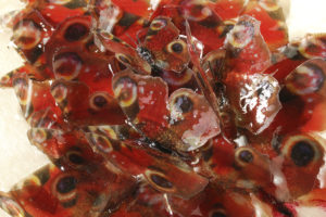 red_evolver_p3