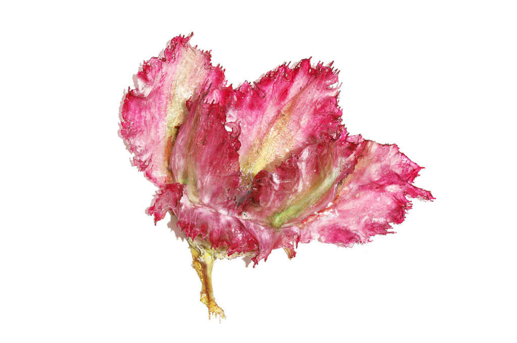 Tulipa Pink